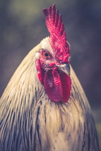 Close Up Portrait Image Of A Black And White Rooster With Red Comb And Wattle