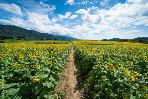 ひまわり畑 小道 香川県まんのう町 Buy This Stock Photo And Explore Similar Images At Adobe Stock Adobe Stock ひまわり畑 小道 香川県まんのう町 Buy This Stock Photo And Explore Similar Images At Adobe Stock Adobe Stock