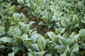 Chinese Kale planted in garden