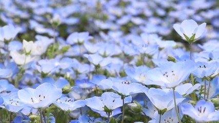 Wall Mural - Closed up of Nemophila (Baby blue eyes) flower background