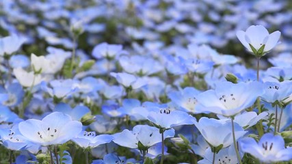 Wall Mural - Closed up of Nemophila (Baby blue eyes) flower background