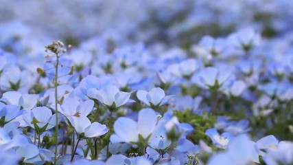 Wall Mural - Closed up of Nemophila (Baby blue eyes) flower background