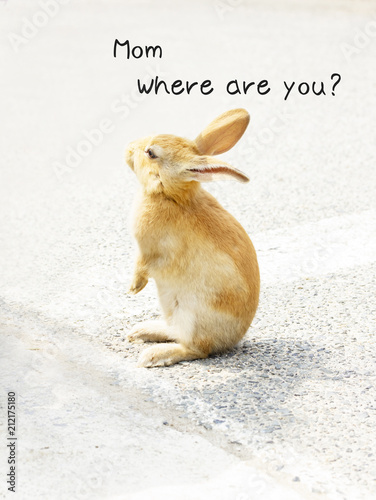 かわいい子うさぎ ママどこいったの Mom Where Are You Buy This Stock Photo And Explore Similar Images At Adobe Stock Adobe Stock