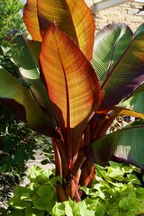 Wall Mural - Graceful giant canna plant with large colorful leaves