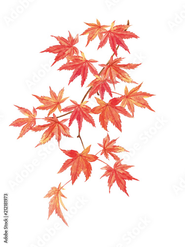 紅葉 水彩イラスト Stock イラスト Adobe Stock 紅葉 水彩イラスト Stock イラスト Adobe Stock