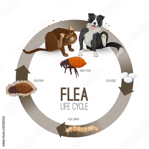 Fotografie, Tablou Flea life cycle circle with headlines vector illustration