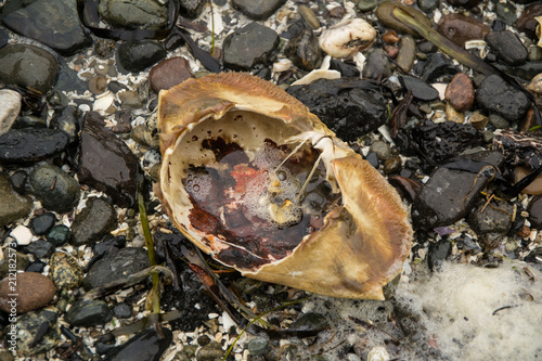 Empty shell of a dead crab on stones in the beach Poster