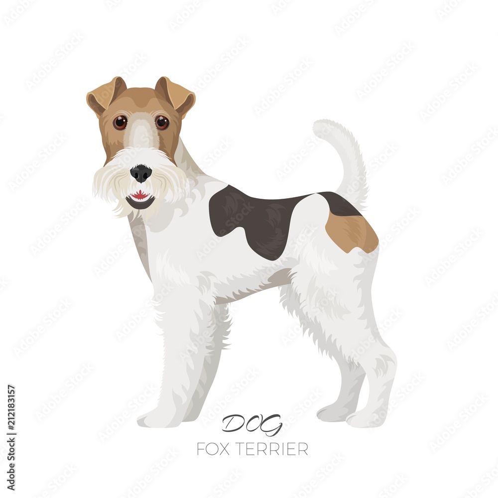 Fox terrier isolated on white backdrop purebred dog - obrazy, fototapety, plakaty 