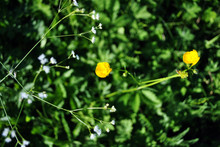 Yellow Buttercups And Tumbleweed White Small Flowers Close Up, Green Meadow Grass Soft Bokeh Background, Top View