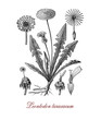 Botanical vintage engraving of Leontodon taraxacum or common dandelium,  weed used as medical herb or in food preparation (dandelion wine).