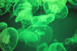 Jellyfish under water illuminated with green light