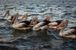 Pelicans swimming on the sea
