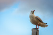 Seagull standing on a post