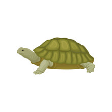 Turtle Reptile Animal Vector Illustration On A White Background