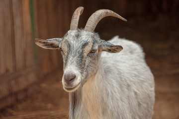 Poster - Portrait of a ram in a pasture