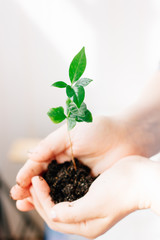 Canvas Print - Plant in hands