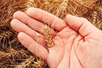 Wheat grains are ready for harvest