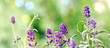 lavender banner