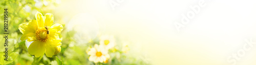 Sommerblumen im Garten  -  Panorama