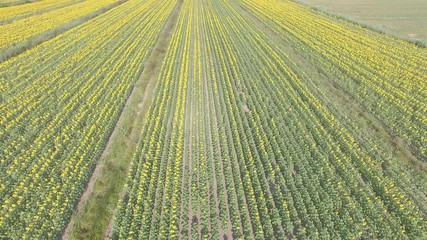 Wall Mural - Sunflowers with morning light rays, aerial view