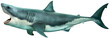 canvas print picture - Great white shark side view 3D illustration
