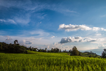 Rice Terraces in Thailand