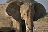 Słoń w parku Amboseli w Kenii