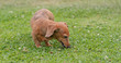 © leungchopan - Female Dachshund dog playing in grass at city park