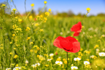 Fotomurales - Summer wildflowers and clouds