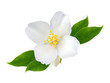 Jasmine flower with leaves  isolated on white background