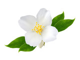 Fototapeta Kwiaty - Jasmine flower with leaves  isolated on white background