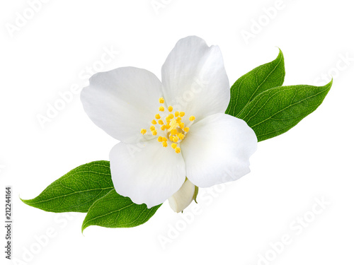Cuadros en Lienzo Jasmine flower with leaves isolated on white background