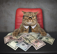 The Smart Cat Sits At The Table On Which There Are A Lot Of American Dollars.
