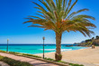 Strand Palme Urlaub Sommer Meer Bucht in Cala Ratjada Son Moll, Mallorca Spanien Balearen Mittelmeer