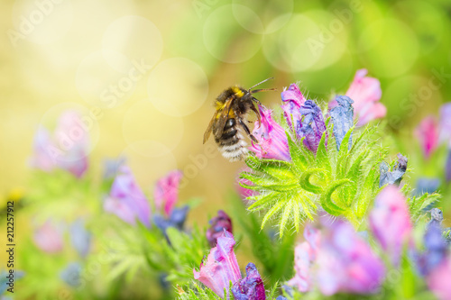 Wildbiene oder Hummel auf Natternkopf (Echium)
