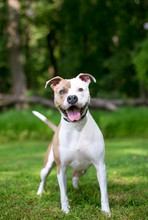 A Tan And White Pit Bull Terrier Mixed Breed Dog With A Happy Expression