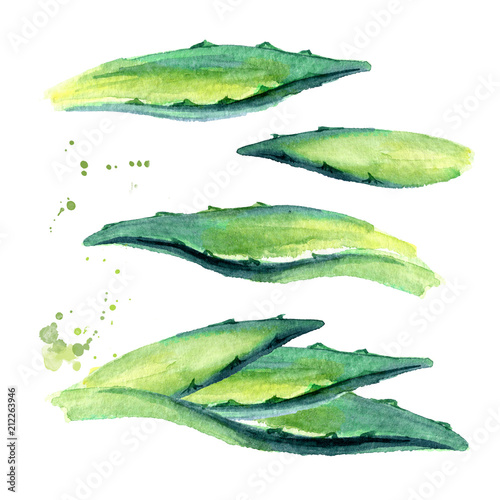 Obraz w ramie Liście rośliny agawy na białym tle
