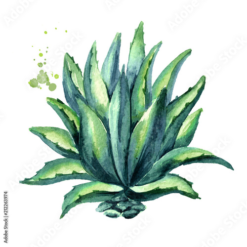 Naklejka - mata magnetyczna na lodówkę Ilustracja rośliny agawy