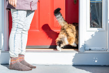 Calico Maine Coon Cat Running Inside To House, Home Outside With Owner, Person, Woman Opening Red Door, Standing Outdoors