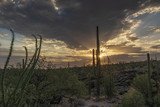Fototapeta Na ścianę - Sunset at Saguaro National Park, Arizona.