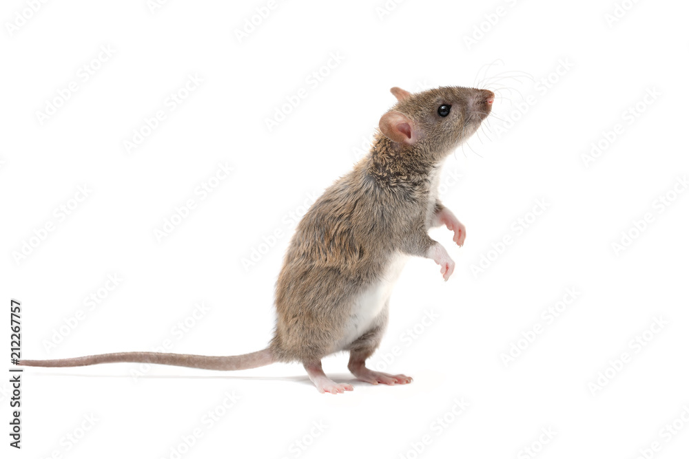 Young rat discount