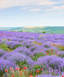 lavender field with poppy flowers, beautiful summer landscape