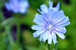 Blue flower chicory close-up.