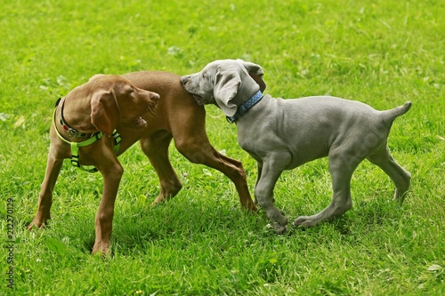 Two Young Funny Cute Puppies Silver Grey Weimaraner Dog And Red