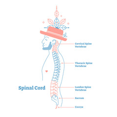 Sticker - Artistic style anatomical spine vector illustration with conceptual decorative elements