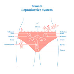 Poster - Artistic style female reproductive system vector illustration educational poster. Health and medicine labeled diagram,female sexual organ cross section.