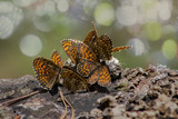 Fototapeta  - motyl, butterfly