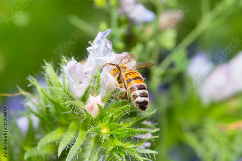 Biene an Blüte (Echium, Natternkopf)