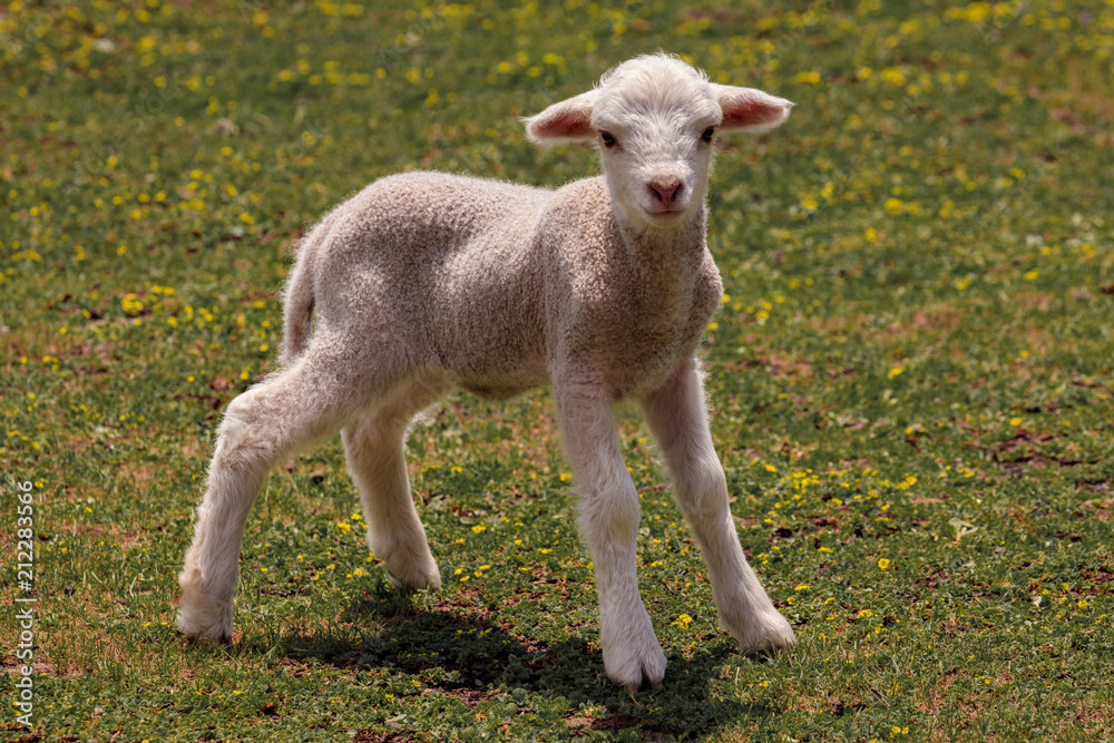 Baby Sheep - Small Fluffy Adorable Lamb, Pure White Wool