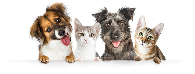 Wall Mural - Dogs and Cats Paws Over Website Banner